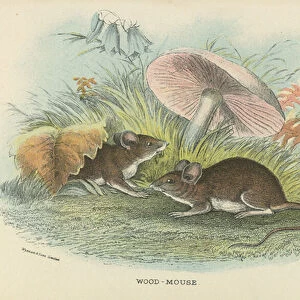 Wood-Mouse