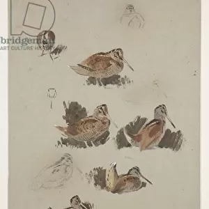 Woodcock, c. 1915 (w / c & bodycolour over pencil on paper)
