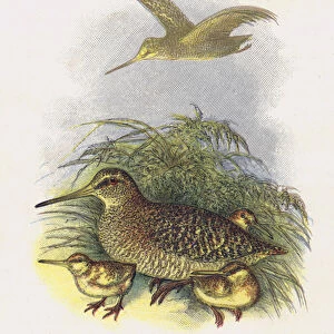 The Woodcock (chromolitho)