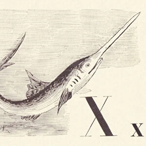 X for Xiphias, 1901 (illustration)