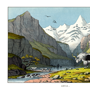 Yak, 1860 (colour litho)
