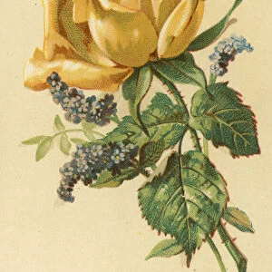Yellow Rose and Heliotrope