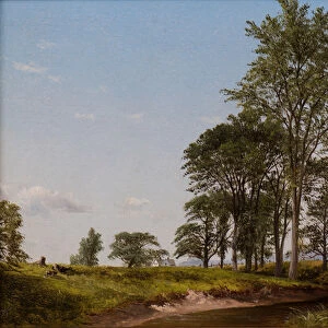 Young Elms (oil on canvas)