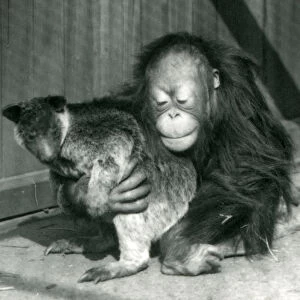 A young Orangutan hugs a Tree Kangaroo at London Zoo in 1927 (b / w photo)