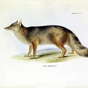 Dogs (Wild) Collection: Fulvipes