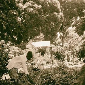 1936 Zanzibar Garden pineapples