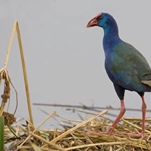 Rallidae Collection: African Swamphen