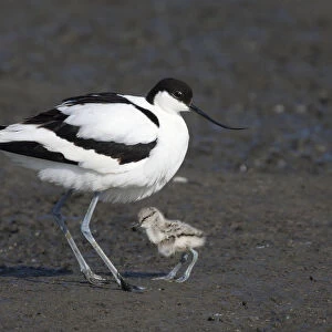 Avocet with young
