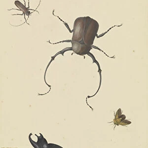 Four Beetles Flying Stink Bug Nicols Struyck