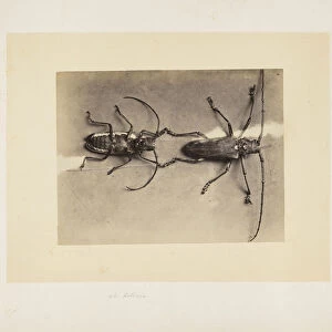 Two beetles Studies Indian insects Sache John Edward