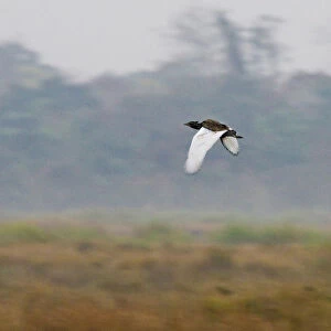 Bengal Florican in flight, Houbaropsis bengalensis