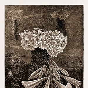 A Bermudian Easter Lily (145 Blossoms on One Stem), 1883