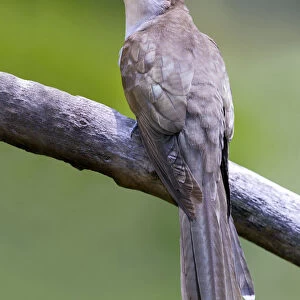 Black-billed Cuckoo, Coccyzus erythropthalmus, United States