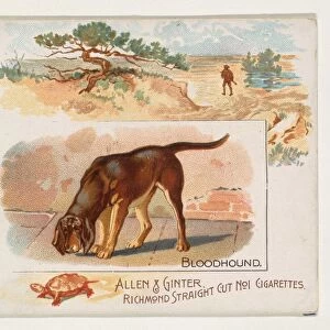 Bloodhound Quadrupeds series N41 Allen & Ginter Cigarettes