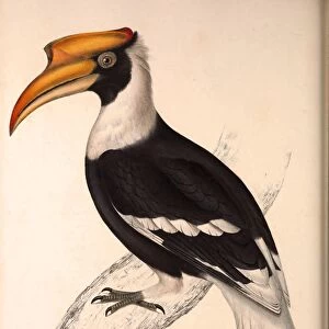 Buceros Cavatus, Concave Hornbill. Birds from the Himalaya Mountains, engraving 1831