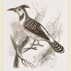 Caffre Woodpecker