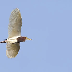 Herons Collection: Chinese Pond Heron