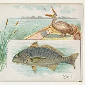 Chub Fish American Waters series N39 Allen & Ginter Cigarettes