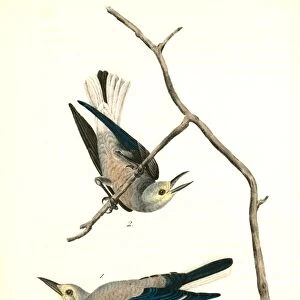 Clarkes Nutcracker. 1. Male. 2. Female. Audubon, John James, 1785-1851