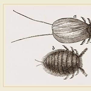 Cochineal Insects
