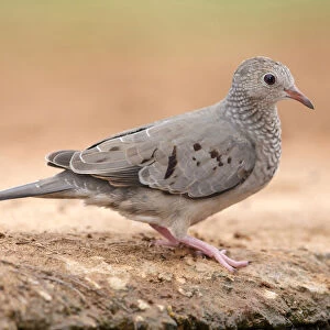 Doves Collection: Common Ground Dove