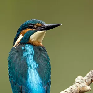 Common Kingfisher perched on branch, Alcedo atthis