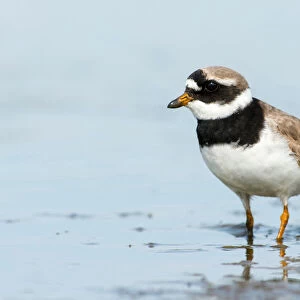 Common Ringed Plover adult in water, Charadrius hiaticula