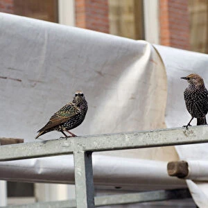 Common Starling perched in Amsterdam, Sturnus vulgaris