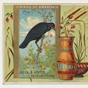 Crow Birds America series N37 Allen & Ginter Cigarettes