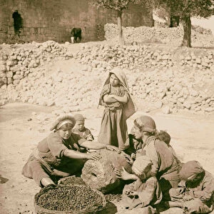 Crushing olives 1900 Middle East