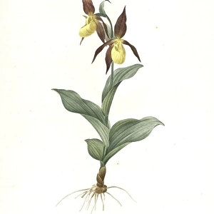 Cypripedium Calceolus, Sabot des Alpes;Eurasian Yellow Lady-Slipper, Ladies