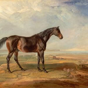 Dr. Syntax, a Bay Racehorse, Standing in a Coastal Landscape, an Estuary Beyond Signed