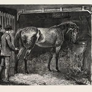 DRAWN BY ARTHUR HOPKINS, HORSE, STABLE, engraving 1884, life in Britain, UK, britain