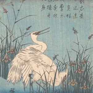 Egret Iris Grasses Edo Period 1615-1868 Ca