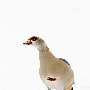 Egyptian Goose perched in snow, Alopochen aegyptiaca