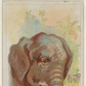 Elephant Wild Animals World series N25 Allen & Ginter Cigarettes