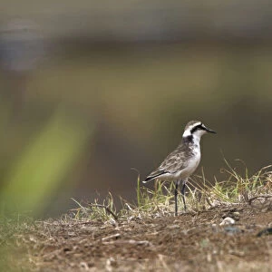 Charadriidae Collection: St Helena Plover