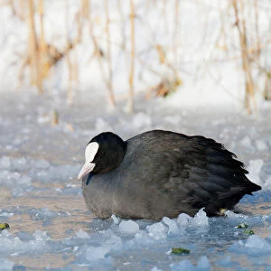 Eurasian Coot in winter on the ice, Fulica atra