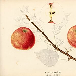 Fraurothacher Swiss apple variety Pomme ChAteigne