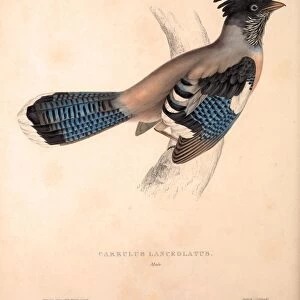 Garrulus Lanceolatus, Black-headed Jay or Lanceolated Jay