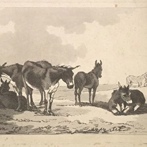Group Five Donkeys Three Standing Two Lying 1783