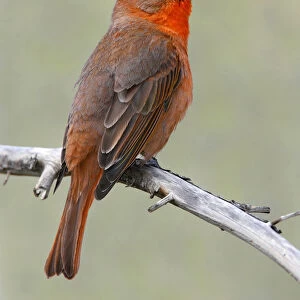 Cardinals And Grosbeaks Collection: Hepatic Tanager