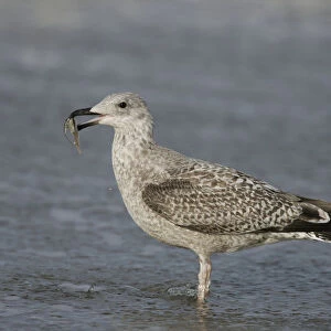 Herring Gull juvenile perched in water with fish