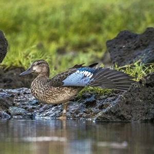 Ducks Collection: Ringed Teal