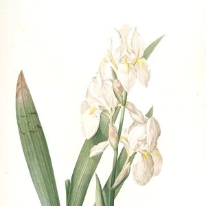 Iris germanica var. floretina, Iris florentina; Iris de Florence, Orris Root White