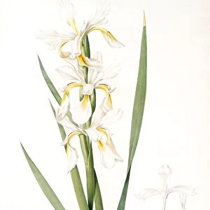 Iris ochroleuca, Iris jaune blanc; Salt Marsh Iris, Sea shore Iris; Tall Iris, Redoute