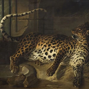 Jean-Baptiste Oudry Leopard Cage confronted two Mastiffs