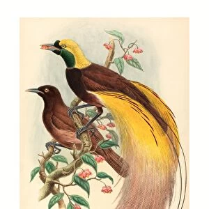 John Gould and W. Hart (British, 1804 - 1881 ), Bird of Paradise (Paradisea apoda)