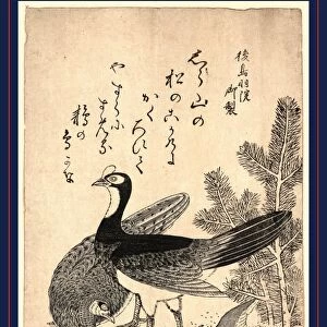 Komatsu ni yamadori, Wildfowl and pine. [between 1804 and 1810], 1 print : woodcut