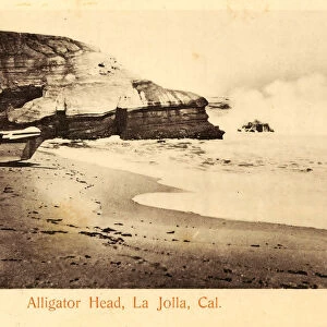 La Jolla Cove 1903 California La Jolla Alligator Head